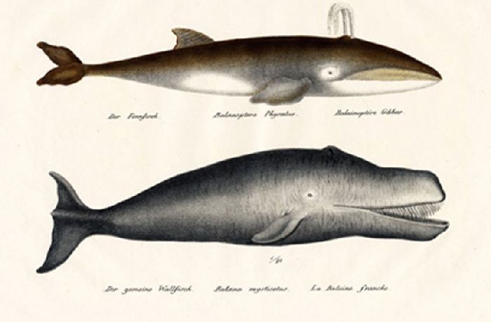 Historische Illustrationen und Tafeln von Tieren. Entdecken Sie die Kunst der Zoologie.