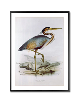Purple Heron - Edward Lear