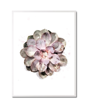 Succulent Plant 01 - Graphic Collection