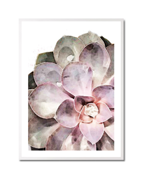Succulent Plant 04 - Graphic Collection