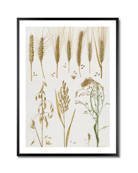 Wheat and other crops (w/c) - Elizabeth Rice