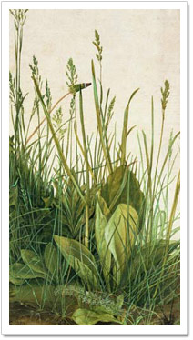 Das große Rasenstück von Albrecht Dürer