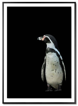 Pinguin in Luxusausführung. Gedruckt auf Barytpapier, hinterlegtes Passepartout und schwarzer Galerierahmen.