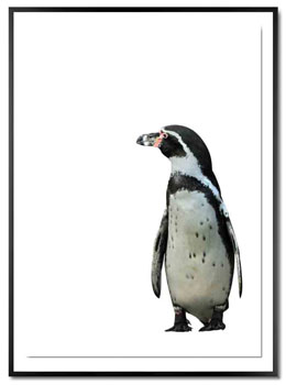 Wandbild Weißer Pinguin in Luxusausführung. Gedruckt auf Barytpapier, hinterlegtes Passepartout mit schwarzem Galerierahmen.