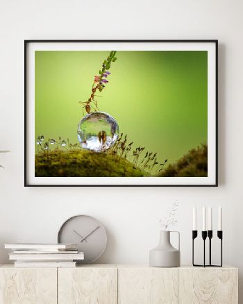 Macroaufnahmen als Wandbilder