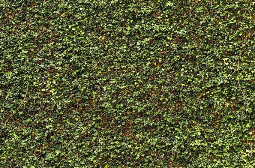 Unbekannter Fotograf (1X)