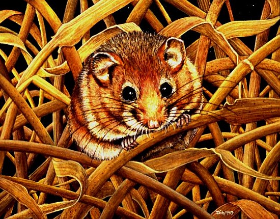 Edible Dormouse, 1993 von Ditz