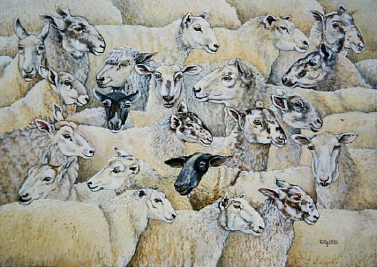 Sheep-Blanket  von Ditz