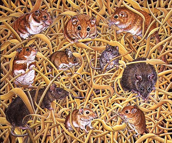 The Raiders of the Ark, 1995  von Ditz