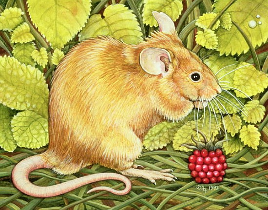 The Raspberry-Mouse  von Ditz
