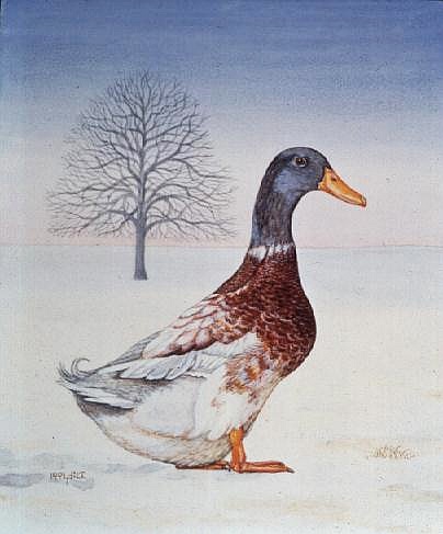 Winter-Drake von Ditz
