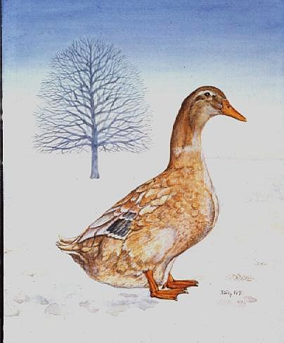 Winter-Duck von Ditz