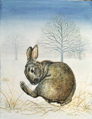 Winter-Rabbit von Ditz