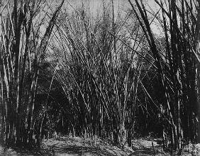 Bamboo Clump, Trinidad, c.1891