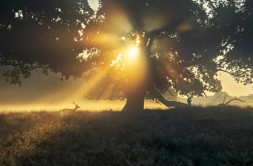 Under the tree von Keller