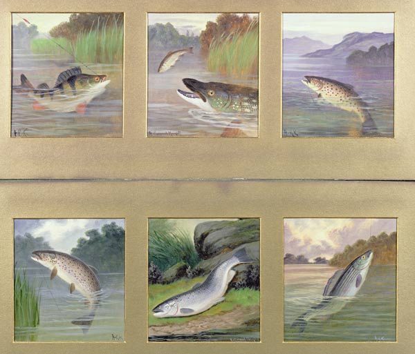 Selection of Fish Paintings von A. Roland Knight
