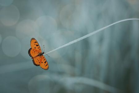 orange butterfly