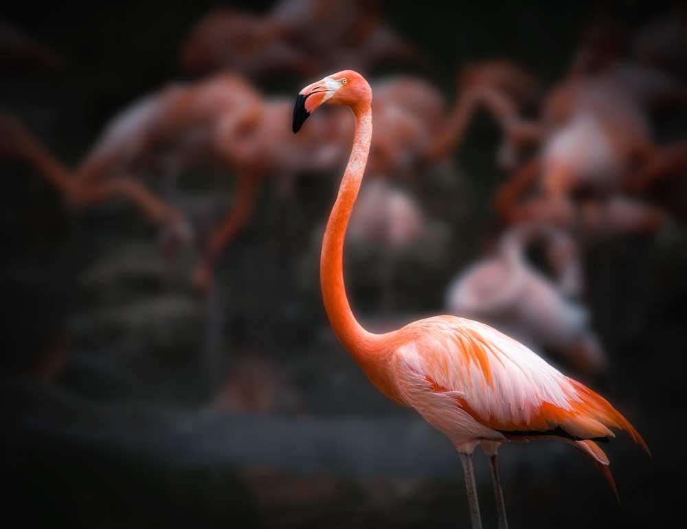 Untitled von Abbas Ali Amir