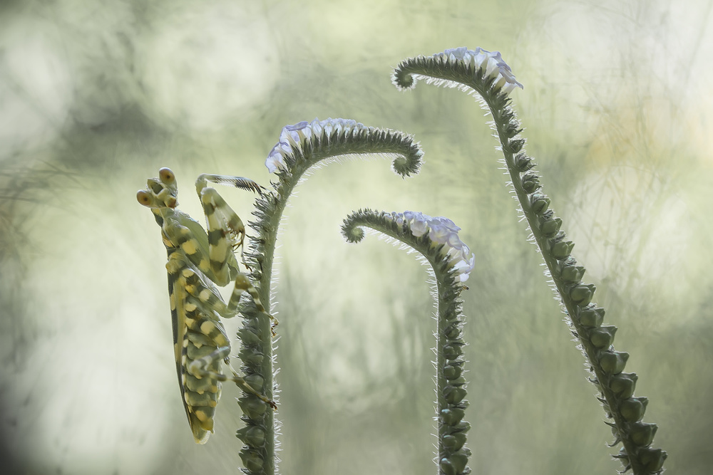 creobroter gemmatus von Abdul Gapur Dayak