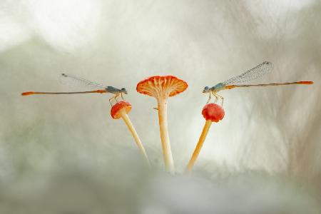 Damselflies and Mushroom
