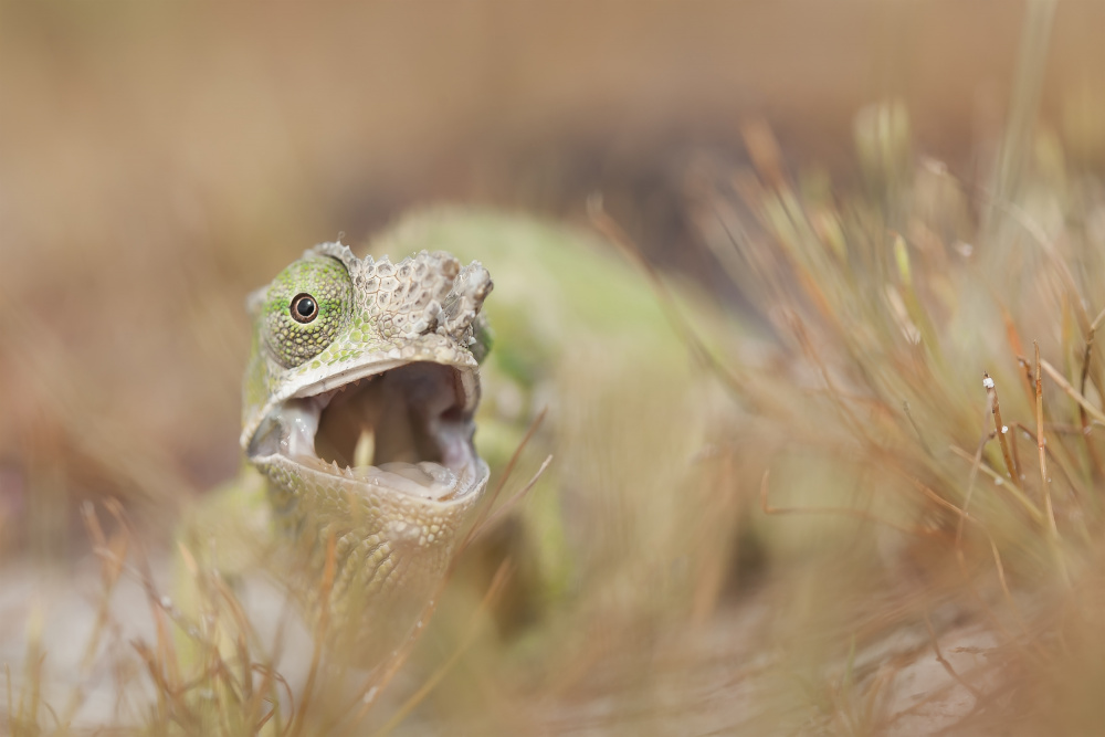 Unique eyes of chameleon von Abdul Gapur Dayak