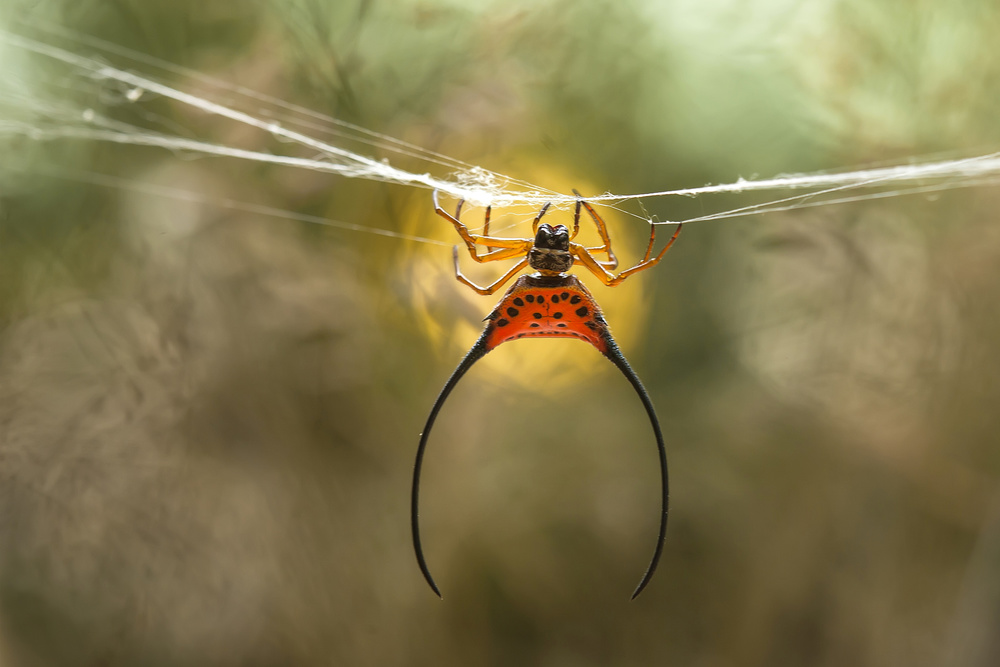Long Horned Spider von Abdul Gapur Dayak