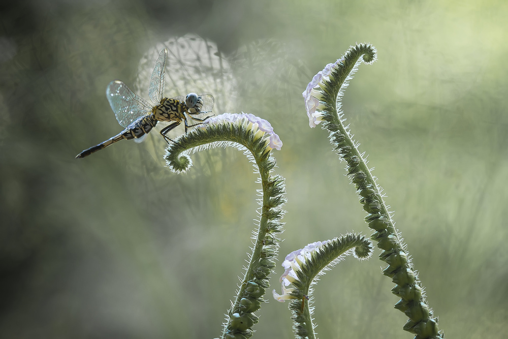 Dragonfly and Wildflowers von Abdul Gapur Dayak