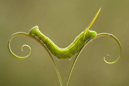 Caterpillar and Leaves
