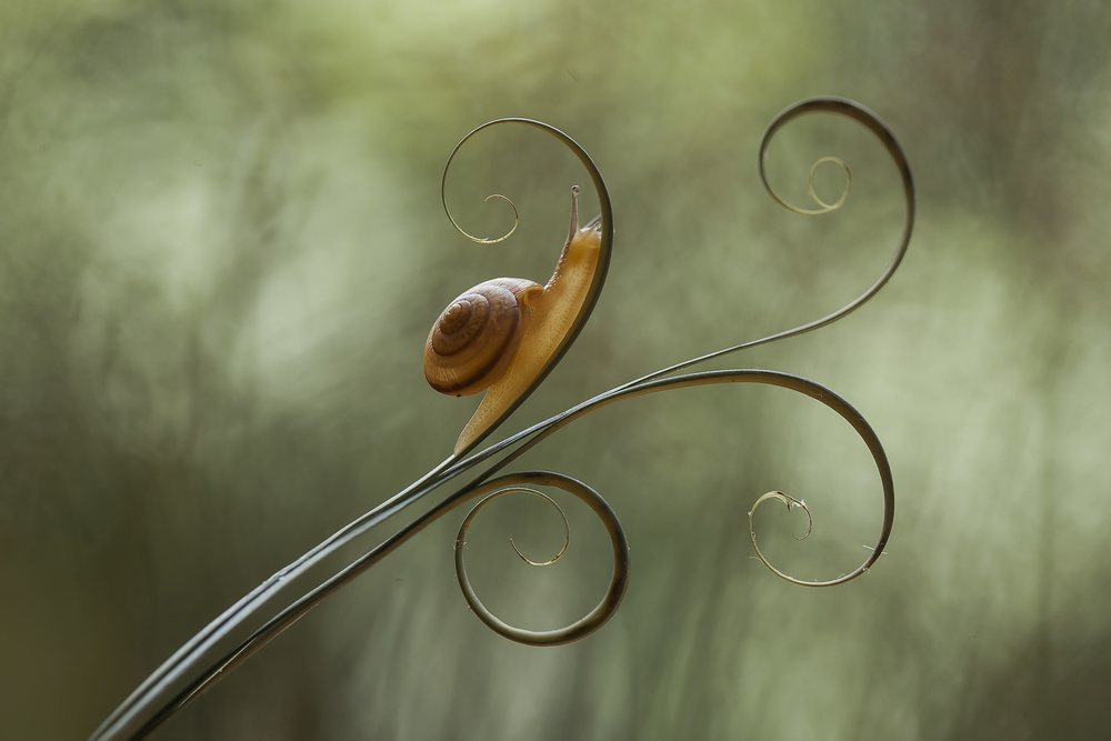 Snail and Leaves von Abdul Gapur Dayak