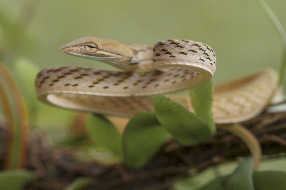 Ular Pucuk Abino von Abdul Gapur Dayak