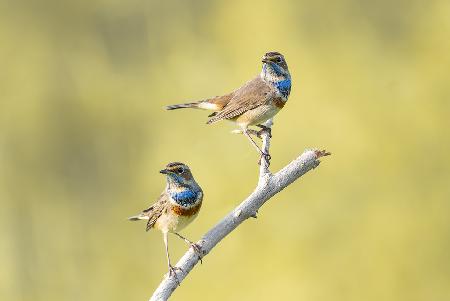Bluethroats