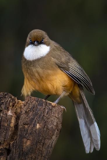 White-throated laughingthrush