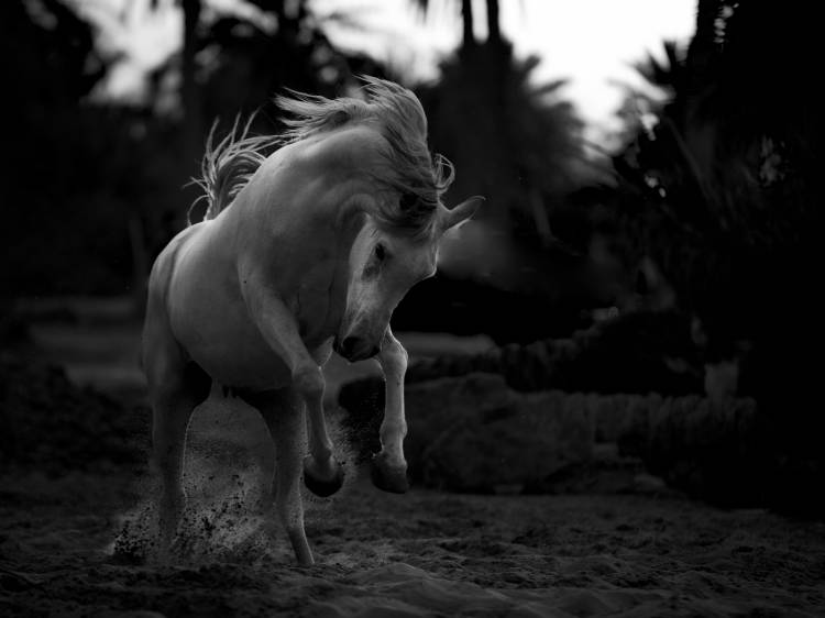 Boast von Abdullah Al-Saeed