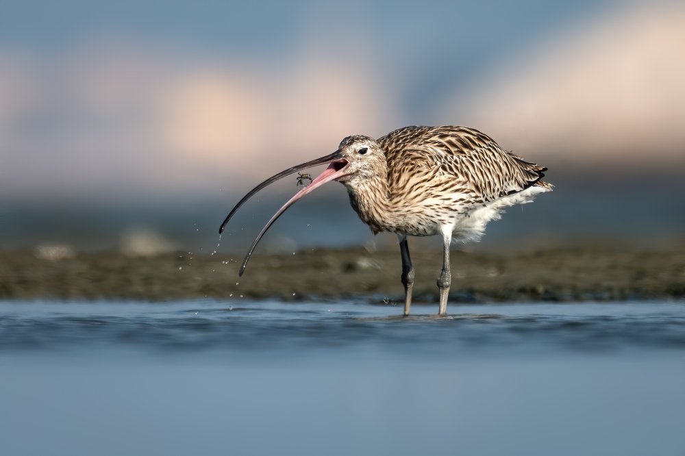 Eurasian Curlew von Abdullah Hussain