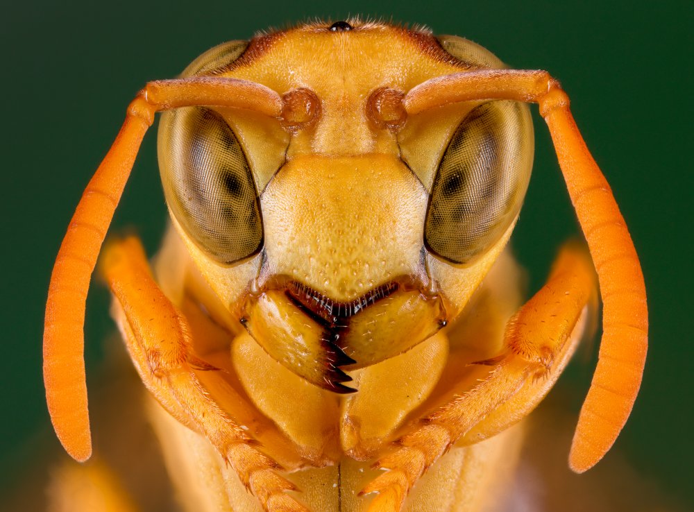 "Yellow Paper Wasp" von Abolfazl Arab