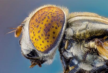 &quot;Large spotty-eyed drone fly&quot;