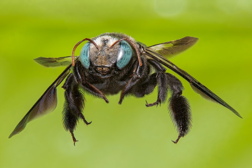 "Flight" von Abolfazl Arab