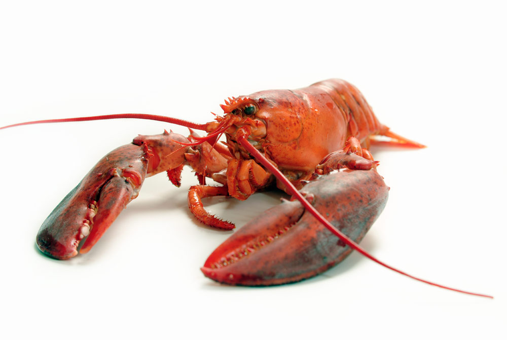 Hummer (1) von Stefan  Abtmeyer