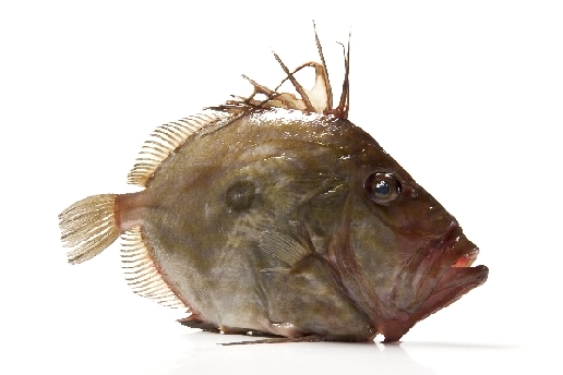 Heringskönig (1) von Stefan  Abtmeyer