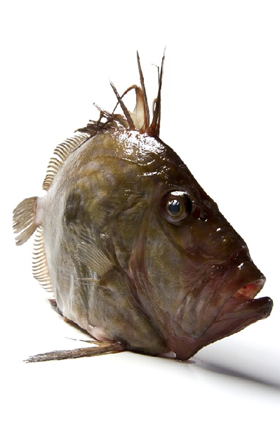 Heringskönig (2) von Stefan  Abtmeyer