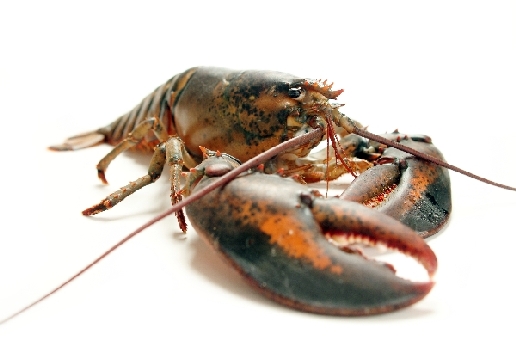 Hummer (2) von Stefan  Abtmeyer