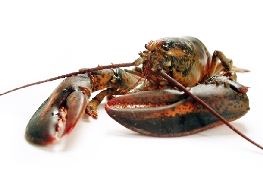 Hummer (3) von Stefan  Abtmeyer