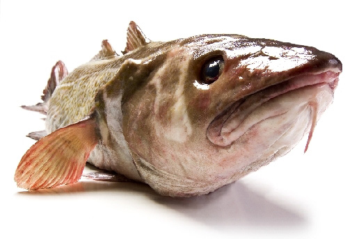 Kabeljau von Stefan  Abtmeyer