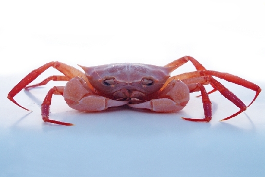 Krabbe (2) von Stefan  Abtmeyer