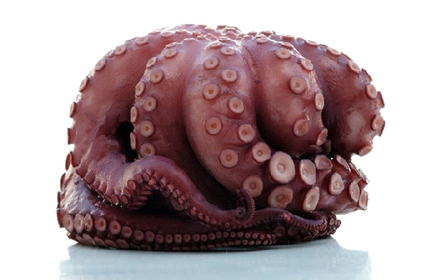 Krake (1) von Stefan  Abtmeyer