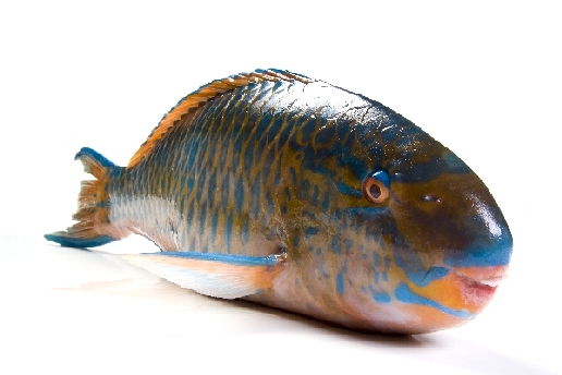 Papageienfisch von Stefan  Abtmeyer