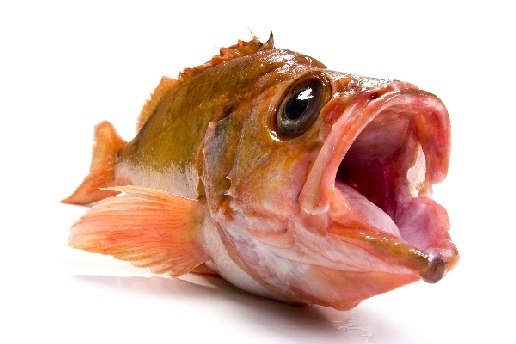 Rotbarsch (1) von Stefan  Abtmeyer