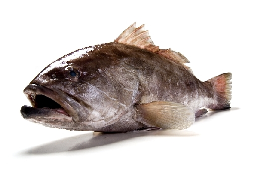 Zackenbarsch von Stefan  Abtmeyer