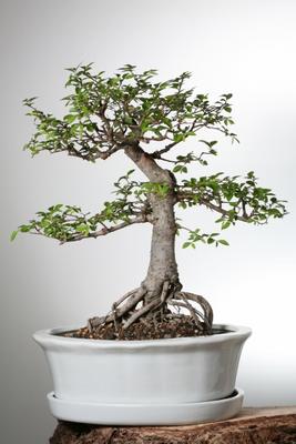 Bonsai von Achim Schünemann