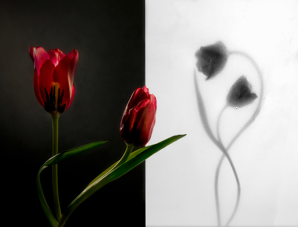Tulip von Ada Wang